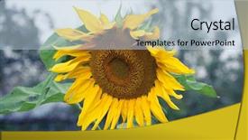  Presentation with oil production - PPT theme featuring production of edible sunflower oil background and a light blue colored foreground
