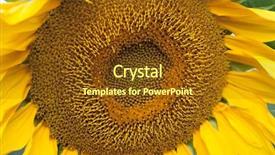  Presentation with oil production - Colorful PPT theme enhanced with production of edible sunflower oil backdrop and a tawny brown colored foreground