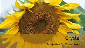  Presentation with vegetable oil - PPT layouts featuring production of liquid vegetable oil background and a gold colored foreground