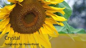  Presentation with vegetable oil - Amazing PPT theme having production of liquid vegetable oil backdrop and a gold colored foreground