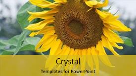  Presentation with oil field - Beautiful theme featuring production of liquid vegetable oil backdrop and a gold colored foreground