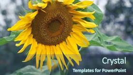  Presentation with vegetable oil - Beautiful slide set featuring production of liquid vegetable oil backdrop and a ocean colored foreground