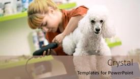  Presentation with professional grooming - Presentation enhanced with professional-grooming-white-poodle background and a coral colored foreground