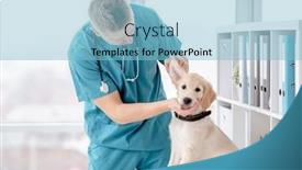  Presentation with vet - Amazing PPT layouts having professional-vet-examines-lovely-retriever backdrop and a light blue colored foreground