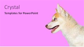  Presentation with husky - Slides consisting of profile-close-up background and a white colored foreground