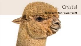  Presentation with lama - Presentation theme featuring profile-head-shot background and a yellow colored foreground