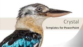  Presentation with pink and blue acrylic smoke white - PPT layouts featuring profile-head-shot background and a coral colored foreground