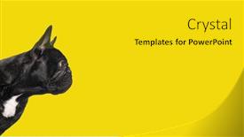  Presentation with black yellow - PPT layouts featuring profile-head-shot background and a gold colored foreground