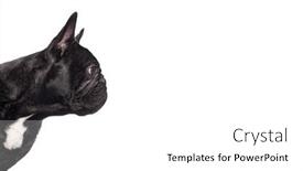  Presentation with black - Presentation theme having profile-head-shot background and a white colored foreground