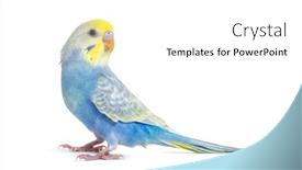  Presentation with oktoberfest bavarian white and blue - Slide deck having profile-of-a-blue-rainbow background and a white colored foreground