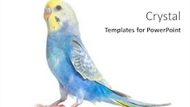  Presentation with bird - PPT theme enhanced with profile-of-a-blue-rainbow background and a white colored foreground