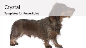  Presentation with dachshund - Presentation having profile of a brown wire-haired dachshund looking up 3 yeras old in front of a white background background and a white colored foreground