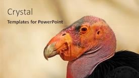  Presentation with california - Beautiful presentation theme featuring profile of a california condor an endangered species backdrop and a lemonade colored foreground