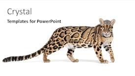  Presentation with white dove clouds - Presentation having profile-of-a-clouded-leopard background and a white colored foreground