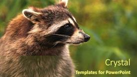  Presentation with racoon - PPT layouts featuring profile-of-a-curious-racoon background and a tawny brown colored foreground