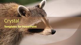  Presentation with racoon - Colorful slide deck enhanced with profile-of-a-curious-racoon backdrop and a tawny brown colored foreground