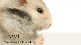  Presentation with eating - Beautiful PPT theme featuring profile of a hamster eating in front of a white background backdrop and a soft green colored foreground