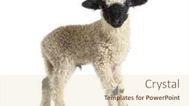  Presentation with sheep - Cool new theme with profile-of-a-lovely-lamb backdrop and a lemonade colored foreground