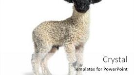  Presentation with sheep - Cool new presentation theme with profile-of-a-lovely-lamb backdrop and a white colored foreground
