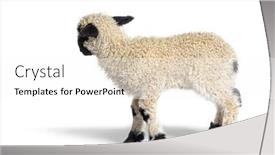  Presentation with sheep - Slide deck with profile-of-a-lovely-lamb background and a  colored foreground