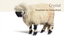  Presentation with nose - Cool new PPT theme with profile-of-a-valais-black backdrop and a lemonade colored foreground