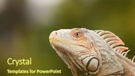  Presentation with eyes - Cool new slides with profile of an amphibian backdrop and a tawny brown colored foreground