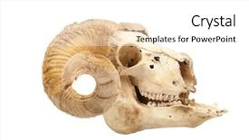  Presentation with skull - Presentation theme with profile of animal skull background and a white colored foreground