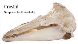  Presentation with skull - Cool new presentation with profile of cutout skull of pelican - pelecanus rufescens on a white background backdrop and a white colored foreground