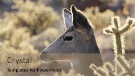  Presentation with nevada desert - Presentation theme consisting of profile-of-desert-deer background and a coral colored foreground