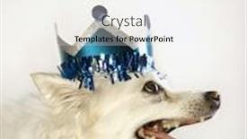  Presentation with crown - Audience pleasing presentation consisting of profile-of-fluffy-white-dog backdrop and a sky blue colored foreground