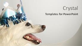  Presentation with crown - Amazing slide set having profile-of-fluffy-white-dog backdrop and a white colored foreground