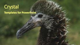  Presentation with soil profile - PPT theme consisting of profile-of-laysan-albatross-phoebastria background and a tawny brown colored foreground