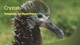  Presentation with company profile potrait - Audience pleasing theme consisting of profile-of-laysan-albatross-phoebastria backdrop and a tawny brown colored foreground