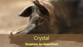  Presentation with pig - Colorful PPT layouts enhanced with profile-portrait-of-wild-black backdrop and a tawny brown colored foreground