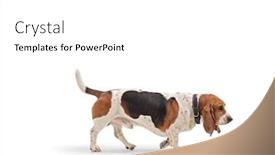  Presentation with basset hound - PPT theme enhanced with shot of a basset hound background and a white colored foreground