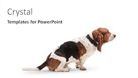  Presentation with basset hound - Presentation design enhanced with profile-shot-of-a-basset background and a white colored foreground
