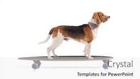  Presentation with beagle dog - Colorful PPT theme enhanced with profile-shot-of-a-beagle backdrop and a white colored foreground