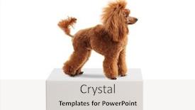  Presentation with poodle - Slide set featuring profile-shot-of-a-groomed background and a lemonade colored foreground