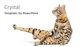  Presentation with stretching - Presentation enhanced with profile-view-of-a-bengal background and a white colored foreground