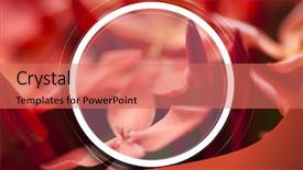  Presentation with white flower frame - Amazing PPT theme having promotion proposal - macro flower photo with white backdrop and a coral colored foreground