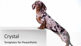  Presentation with dachshund - Audience pleasing PPT theme consisting of promotional mix - dog dachshund with blank billboard backdrop and a white colored foreground