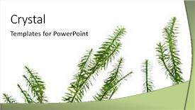  Presentation with lichen - Beautiful slide deck featuring prostration - lycopodium moss lichen isolated backdrop and a white colored foreground