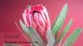  Presentation with protea flower - Theme consisting of protea-flower-bunch-blooming-pink background and a red colored foreground