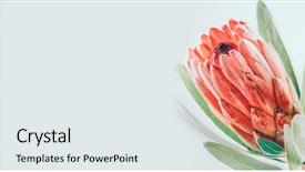  Presentation with flower border - PPT layouts featuring protea flowers bunch blooming pink background and a sky blue colored foreground