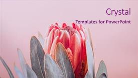  Presentation with protea flower - Presentation design enhanced with protea flowers bunch blooming pink background and a lemonade colored foreground