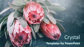  Presentation with dark flower - Colorful PPT theme enhanced with protea plant over dark background backdrop and a ocean colored foreground