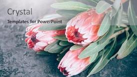 Presentation with dark flower - Amazing PPT theme having protea-flowers-bunch-blooming-pink backdrop and a light gray colored foreground