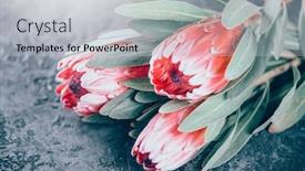  Presentation with dark flower - Audience pleasing presentation theme consisting of protea-flowers-bunch-blooming-pink backdrop and a light gray colored foreground