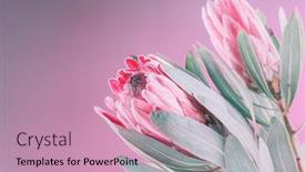  Presentation with protea flower - Cool new slide deck with protea-flowers-bunch-blooming-pink backdrop and a coral colored foreground