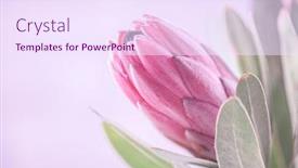  Presentation with protea flower - Slide deck enhanced with protea-flowers-bunch-blooming-pink background and a sky blue colored foreground